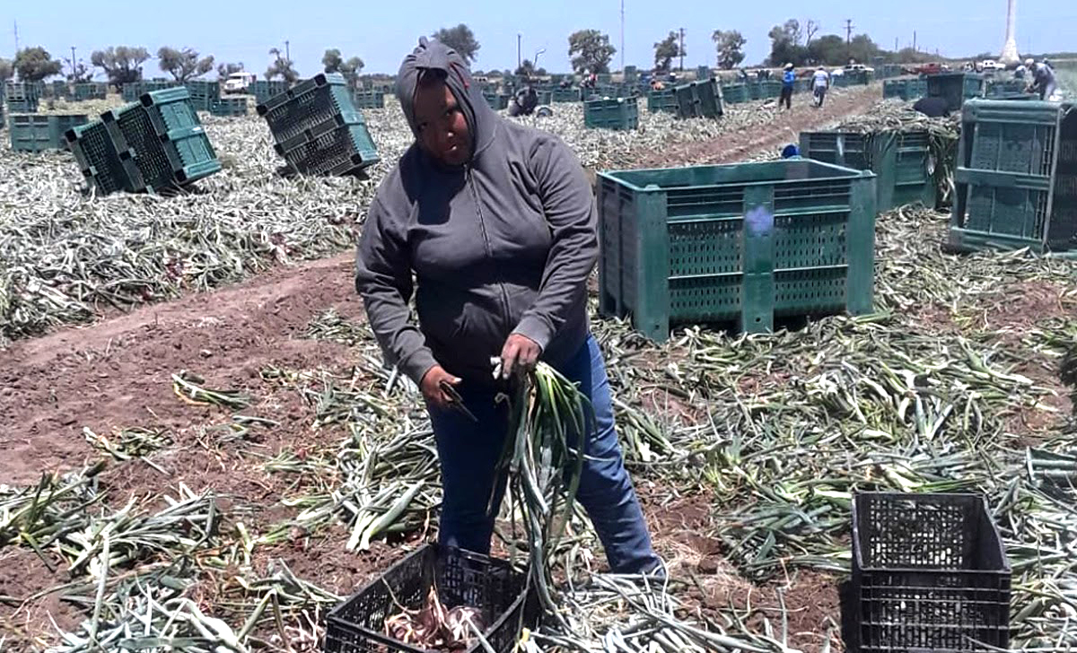 Image: Farmworker Maria in grey hoodie stands with onion stalks in one hand and knife in the other in a field full of cut onion stalks and large green containers.